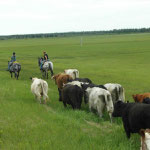 cattle drive