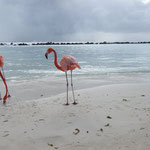 ...Flamingos treffe!
