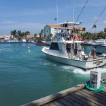 Kurz nach Mittag fahren dann die Charterboote mit ihren Fischfängen wieder in der Marina ein...