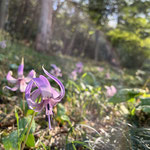 虹を纏うカタクリの花