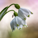 Frühlings-Knoten-Blume