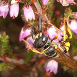 Ein Bienenwolf (Philanthus triangulum), ein Weibchen wartet im Heidekraut auf ihre Beute. Die Weibchen jagen überwiegend Honigbienen (Apis mellifera). Sie tragen die Bienen in ihren Bau ein als Proviant für den Nachwuchs (Brutvorsorge).