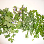 kleiner wiesenknopf, gundermann, schafgarbe und petersilie - grobe stängel entfernen