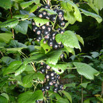 schwarze johannisbeeren