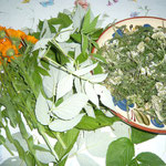 dreierlei kräuter: ringelblume, himbeerblättchen(zarte), schafgarbe