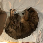 Februar 2021 - Hunde Yoga