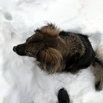 Februar 2021 - gaaaanz viel Schnee