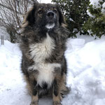 Februar 2021 - "Bin ein Schneehund"
