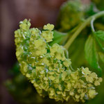 Viburnum