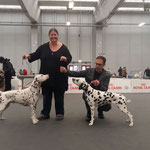 Excellent V 1 CAC CACIB BOB Somora´s Juniper Dream und Excellent V 1 BOS Dalticino Sainte Devote auf der Expo Internationale Di Reggio Emilia am 18.03.2018