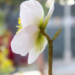 Christmas Rose made of gumpaste by Floralilie