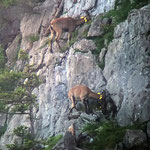 Kletterkünste