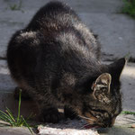 Katzenfamilie auf dem Koglhof