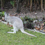 Ein Wallaby auf unserer Hotelinsel :)