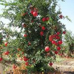 Granatapfelbaum in Israel. Die haben auch Granatapfelwein.