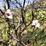 Mandelblüten
