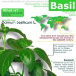 Basil benefits for health