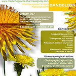 Dandelion