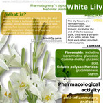White lily infographic