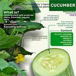 Cucumber