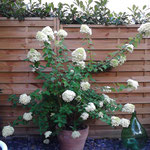 hydrangea paniculata in fiore