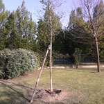 nuove piantumazioni in giardino condominiale