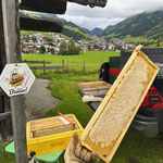 02. August: spät aber doch, Honigernte am Omesberg