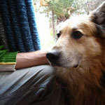 Stan- der Hund von Ulf.