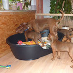 Jiippiiee !! Alle auf Mama !!