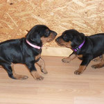 Hündin rosa und Rüde lila beim Spielen.