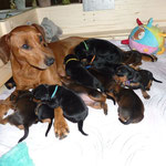 stolze Mama Onnie mit ihren 14 Tage alten Welpen ;-))