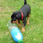 Hündin rot findet die Flasche mit dem Ballon, sehr interessant ;-))