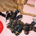 Stolze Mama Onnie mit ihren 3 Tage alten Welpen.