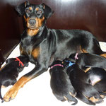 Alle 5 Welpen bei ihrer Mama !!