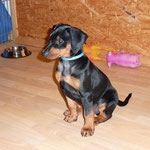 Duke kurz vor dem Abholen, in seine neue Familie.