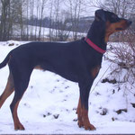 Geeva mit 2 Jahren (Jan. 2010)