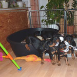 Aaattackeeee!!!!....Alle wollen den neuen Spielhund haben...