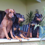 Onnie, Sally und Geeva auf der Lauer!!