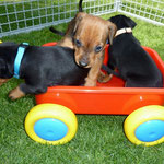 Hab mein Wagen voll geladen, voll mit "kleinen Babys"  ;-)