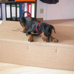 Aika "hilft" , beim Auspacken !!