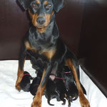 Stolze Mama Geeva mit ihren 2 Tage alten Welpen !