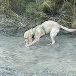 Gwynnie auf der Suche im Wasser, Foto Rainer Antesberger