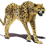 Modell-Gepard