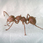 Ameisenmodell für Biosphäre Dahn ( ca. 10 cm groß )