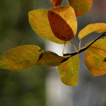 Golden leave