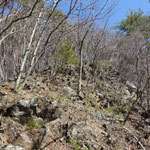 ごつごつした登山道を登ると