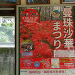 9：55武蔵横手駅出発。巾着田の曼珠沙華祭りのポスターだ