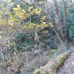 横が登山路