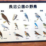 公園内の野鳥の種類