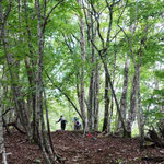 深緑の登山路